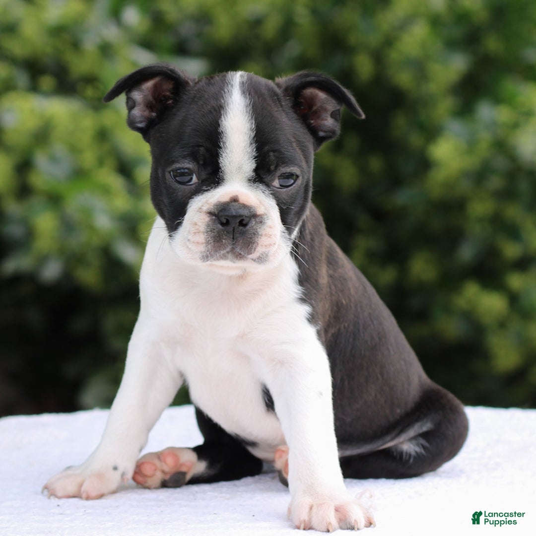 Boston Terrier dogs for sale: Ben - Image 4