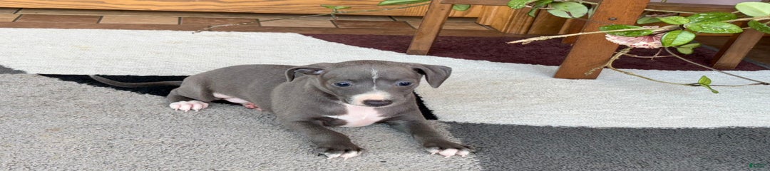 JJ