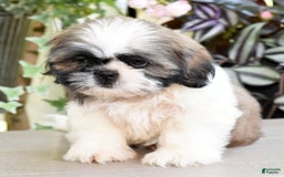Shih Tzu dogs for sale: Denali - Image 9