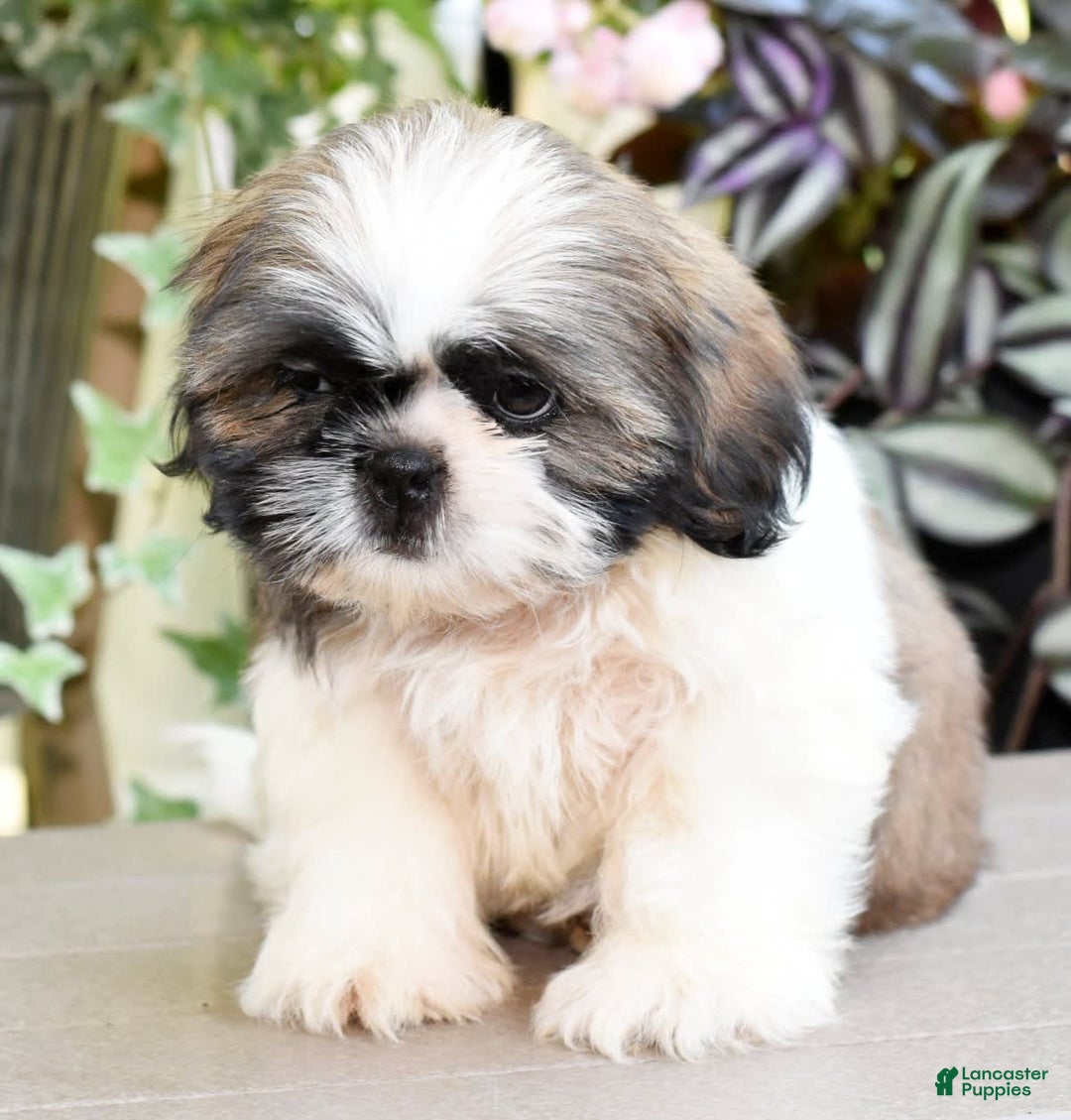 Shih Tzu dogs for sale: Denali - Image 9