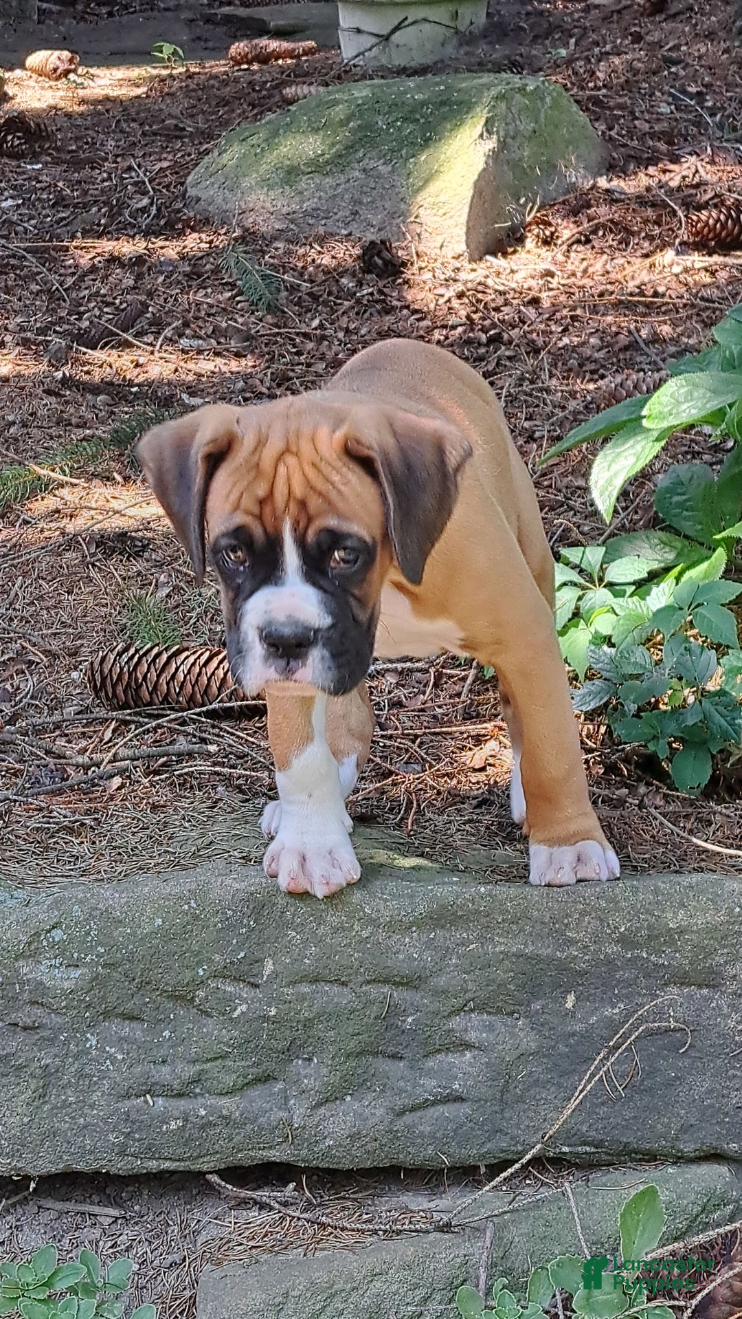 Boxer dogs for sale: Ozzy - Image 2