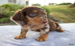 Miniature Dachshund dogs for sale: Forest - Image 7