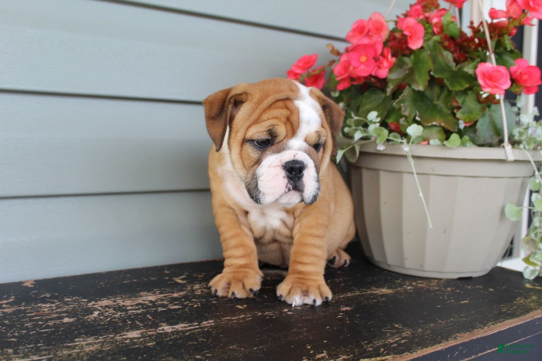 English Bulldog dogs for sale: River - Image 6