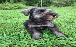 Miniature Schnauzer dogs for sale: Junior - Image 3