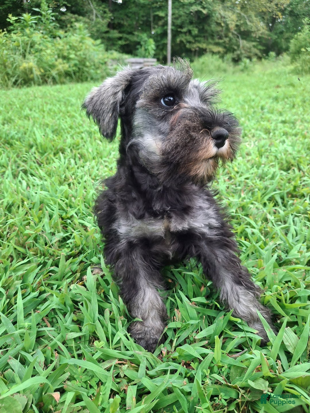 Miniature Schnauzer dogs for sale: Junior - Image 3