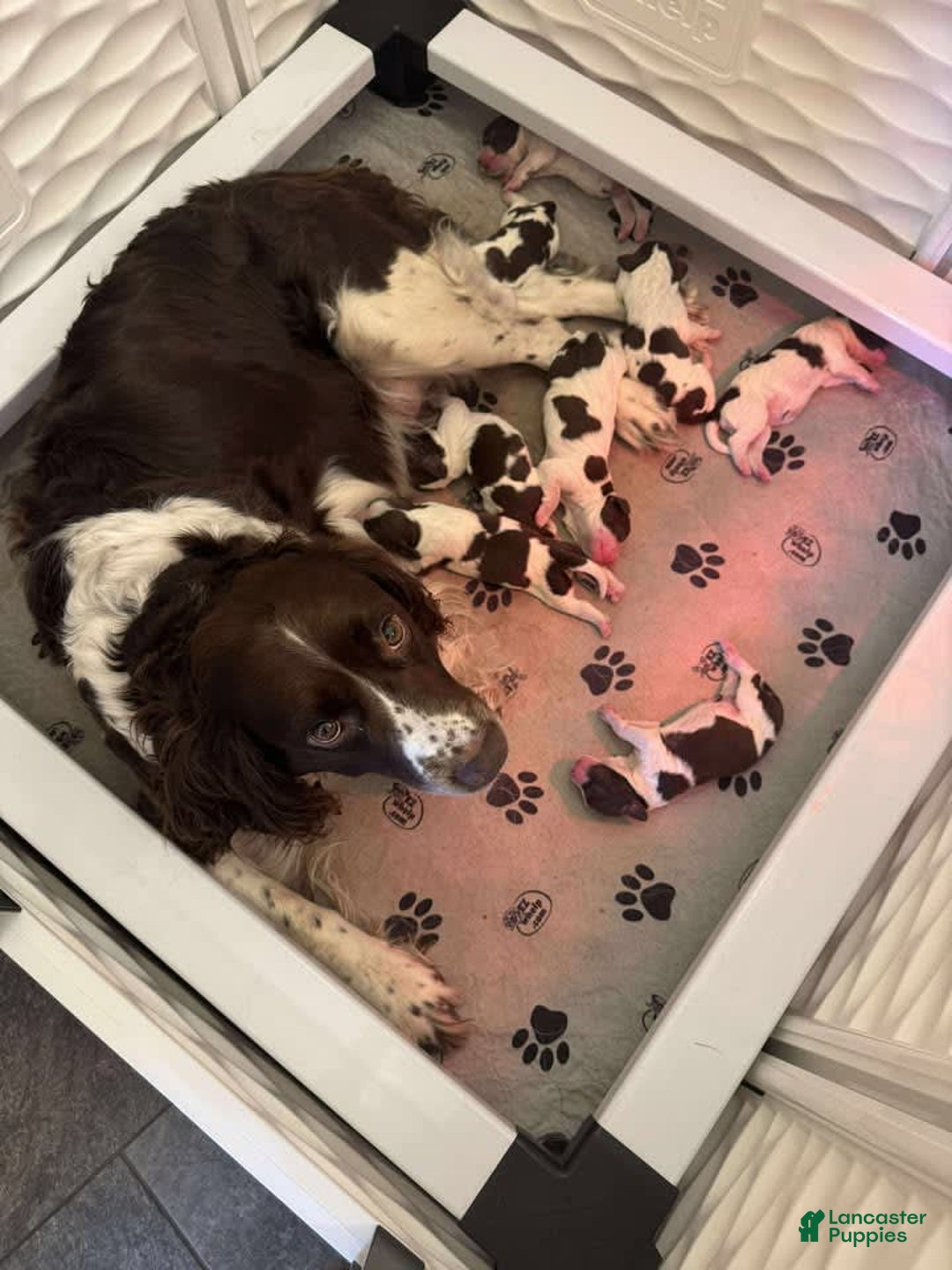 English Springer Spaniel dogs for sale: Upcoming Litter - Image 12