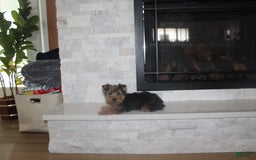 Yorkshire Terrier dogs for sale: Polly - Image 1