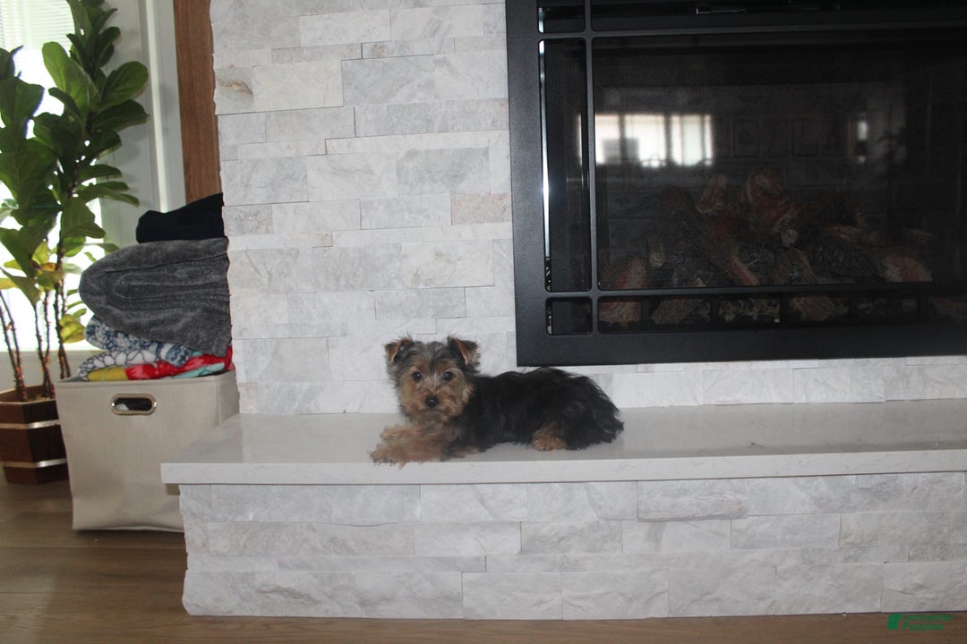 Yorkshire Terrier dogs for sale: Polly - Image 1