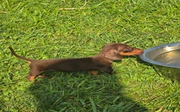 Dachshund dogs for sale: Daisy - Image 9