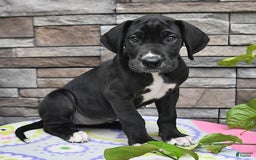 Great Dane dogs for sale: Sparky - Image 1
