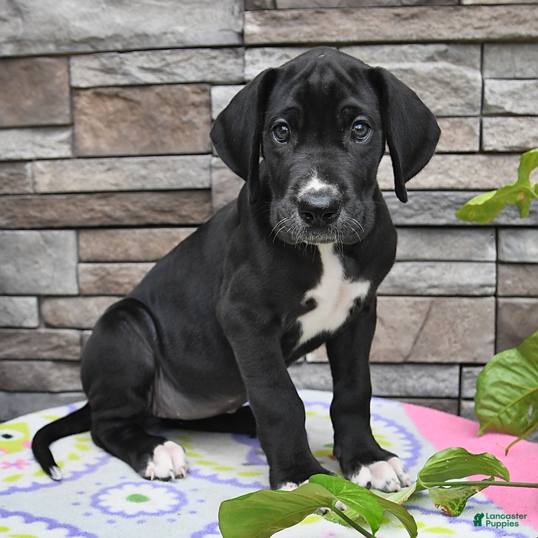 Great Dane dogs for sale: Sparky - Image 1