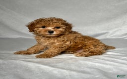Miniature Poodle dogs for sale: Oscar - Image 2