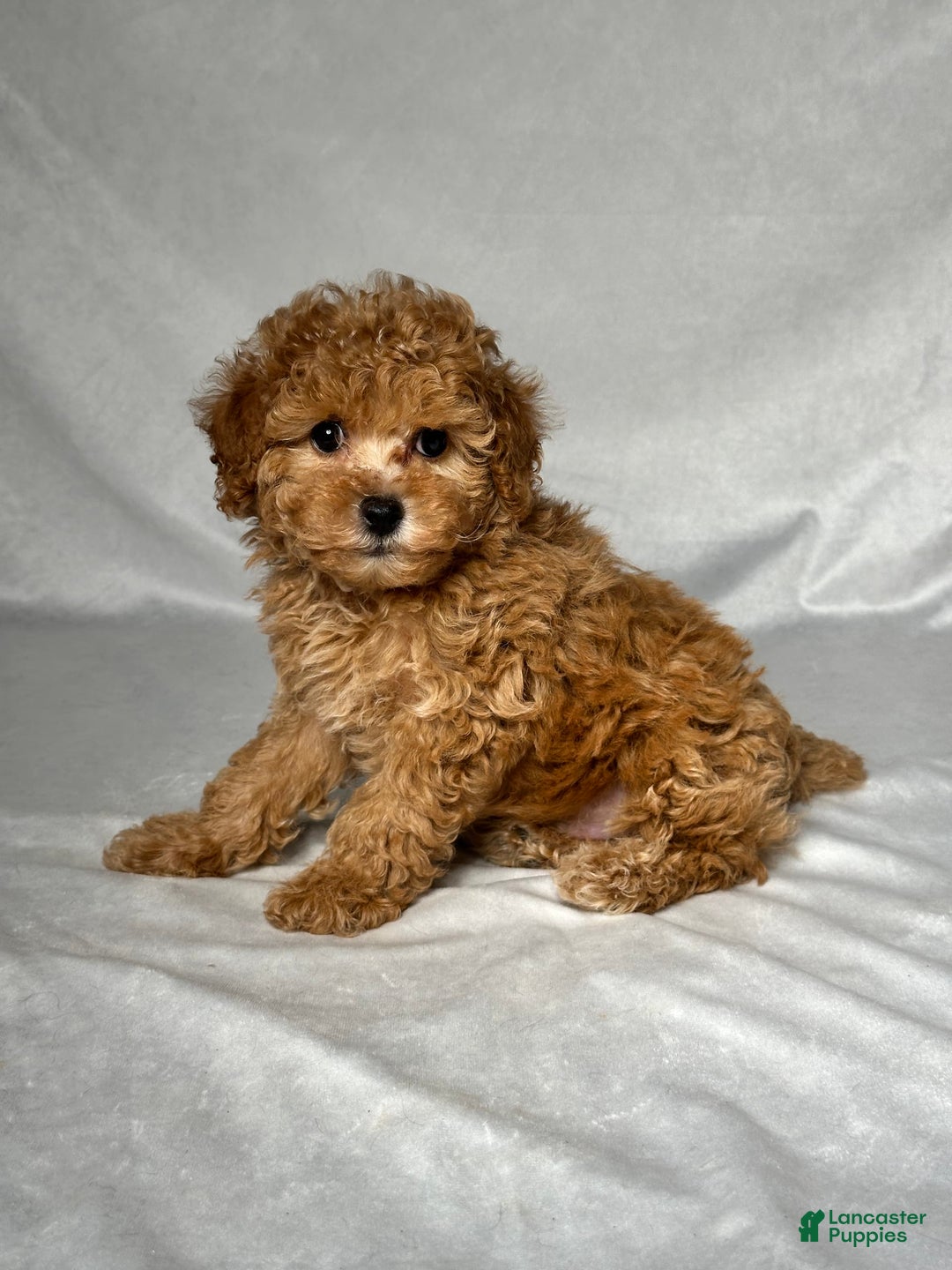 Miniature Poodle dogs for sale: Oscar - Image 2