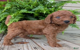 Mini Goldendoodle dogs for sale: Mini -coner - Image 68