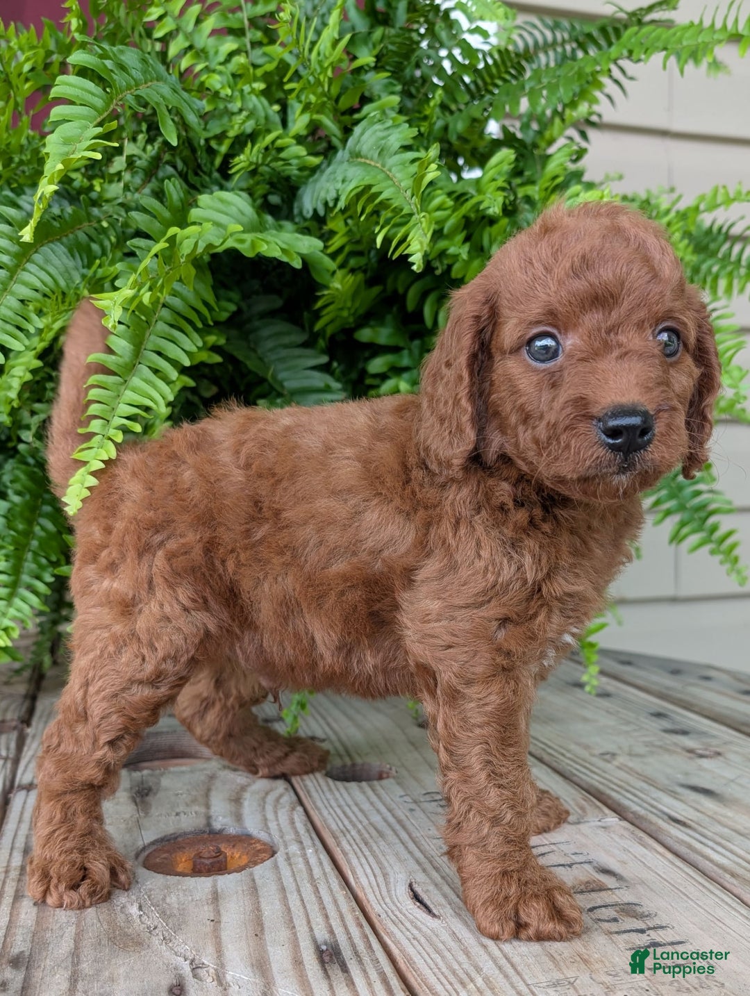 Mini Goldendoodle dogs for sale: Mini -coner - Image 68