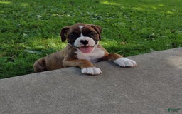 Boxer dogs for sale: Rocket - Image 6