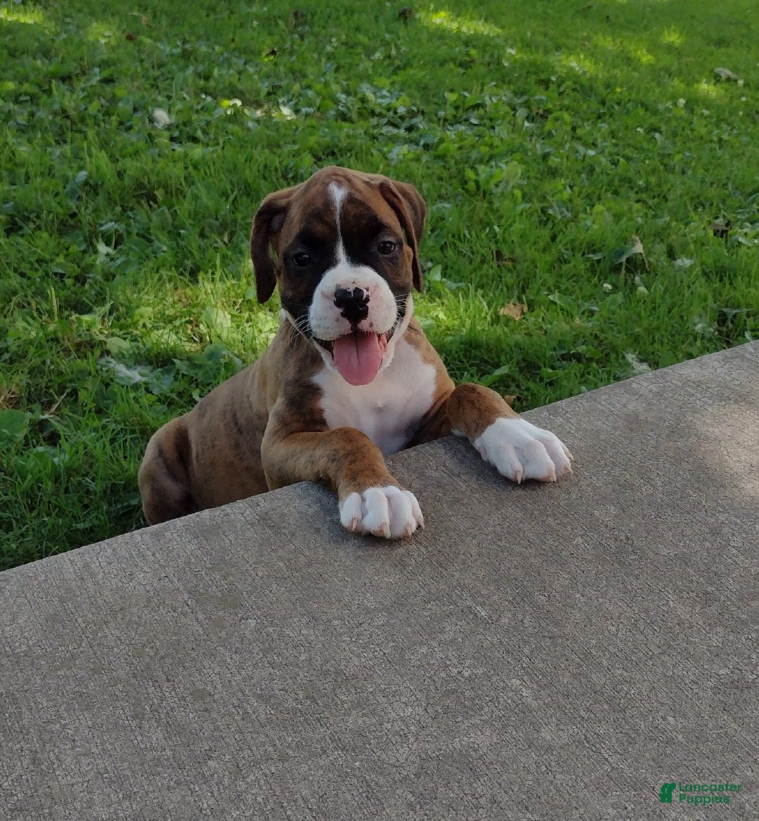Boxer dogs for sale: Rocket - Image 6