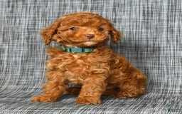 Cavapoo dogs for sale: Benji - Image 5
