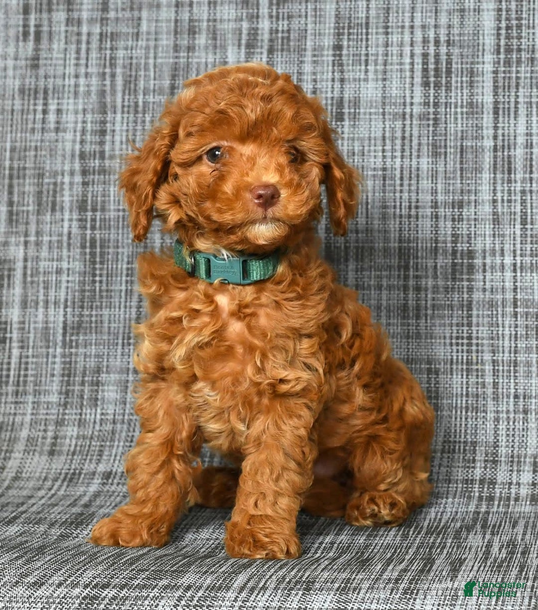 Cavapoo dogs for sale: Benji - Image 5