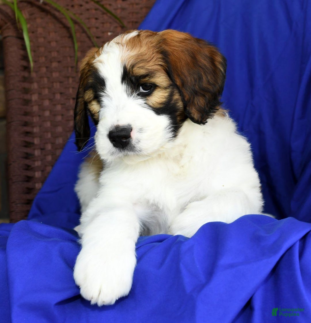 Saint Berdoodles dogs for sale: Diva - Image 10