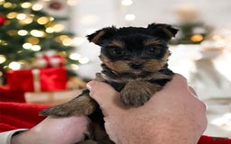 Yorkshire Terrier dogs for sale: Faith - Image 2