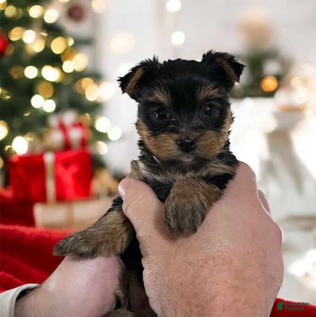 Yorkshire Terrier dogs for sale: Faith - Image 2