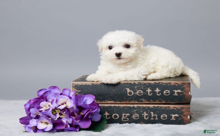 Bichon Frise dogs - Advert 38