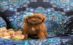 Miniature Poodle dogs for sale: Miniature Poodle 4 puppies - Image 17