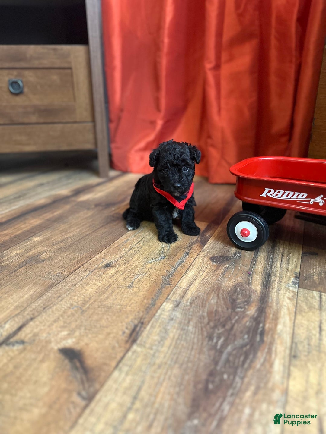 Yorkiepoo dogs for sale: Braxton - Image 1