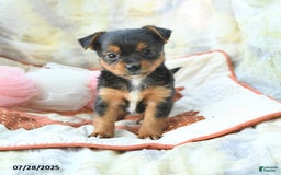 Yorkshire Terrier dogs for sale: Yorkshire Terrier 6 puppies - Image 11