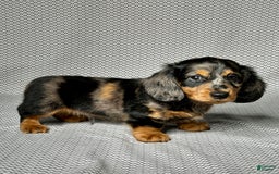 Miniature Dachshund dogs for sale: Mason - Image 2