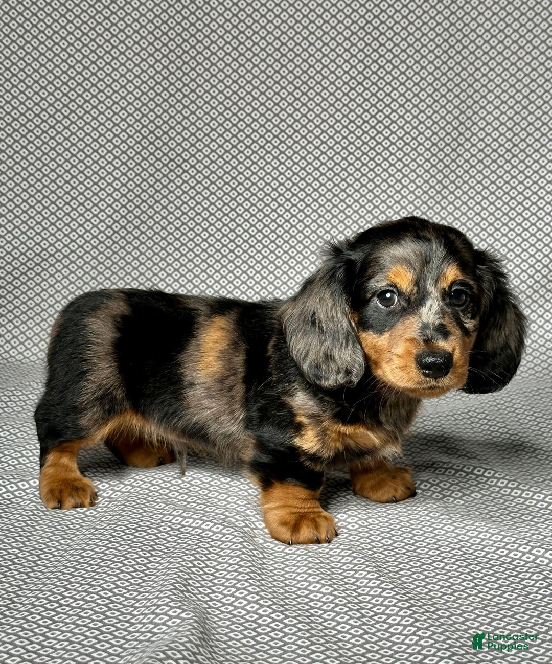 Miniature Dachshund dogs for sale: Mason - Image 2
