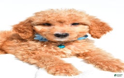 Mini Goldendoodle dogs for sale: Tessa - Image 5