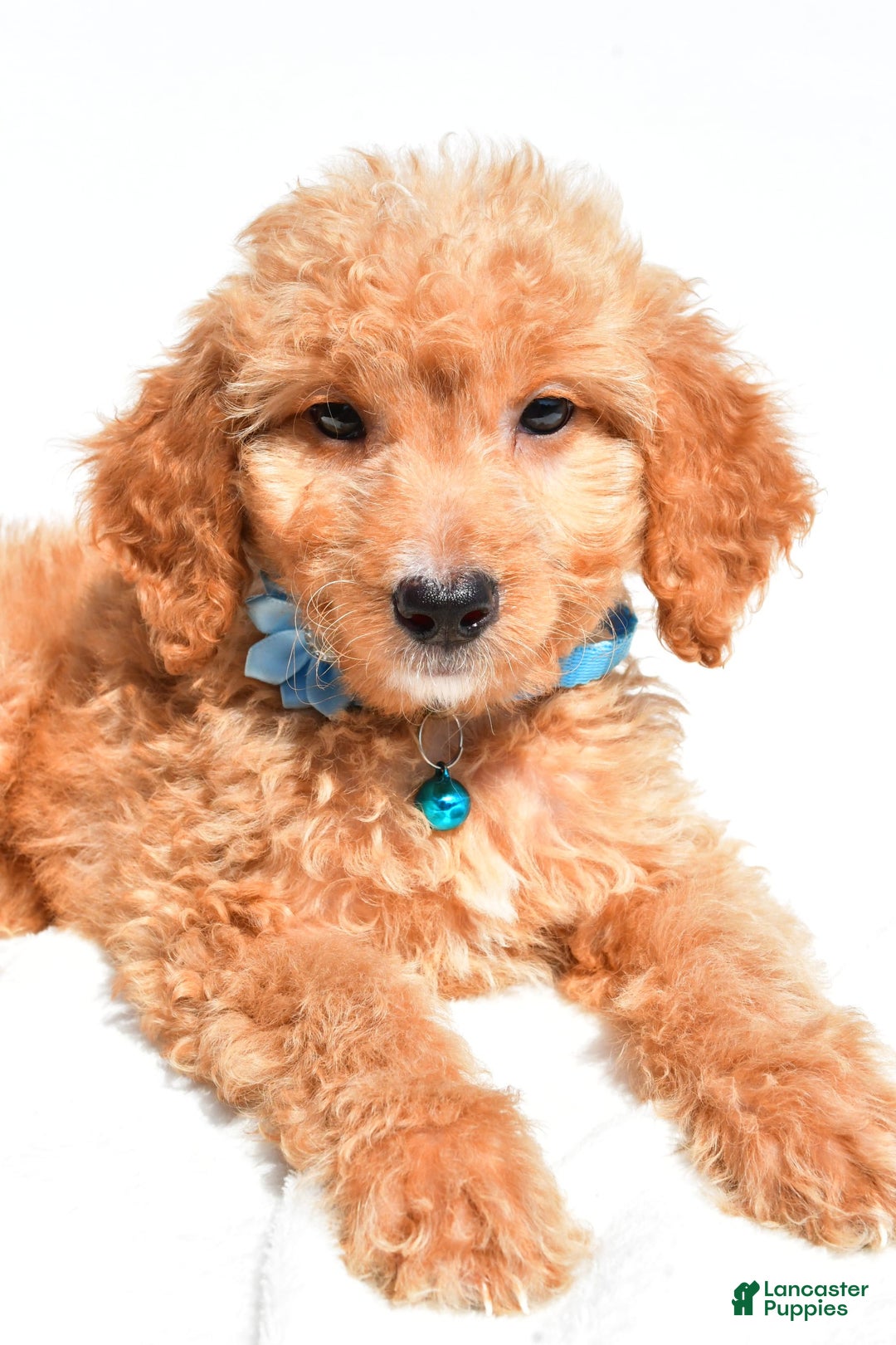 Mini Goldendoodle dogs for sale: Tessa - Image 5