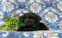 Yorkiepoo dogs for sale: Logen Toy Size - Image 6