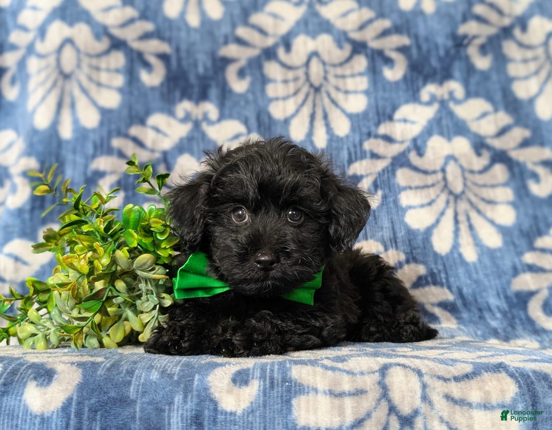 Yorkiepoo dogs for sale: Logen Toy Size - Image 6
