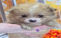 Pomeranian dogs for sale: Snuggles - Champion Lines - Image 6