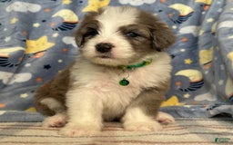 Sheepadoodle dogs for sale: Winston - Image 2