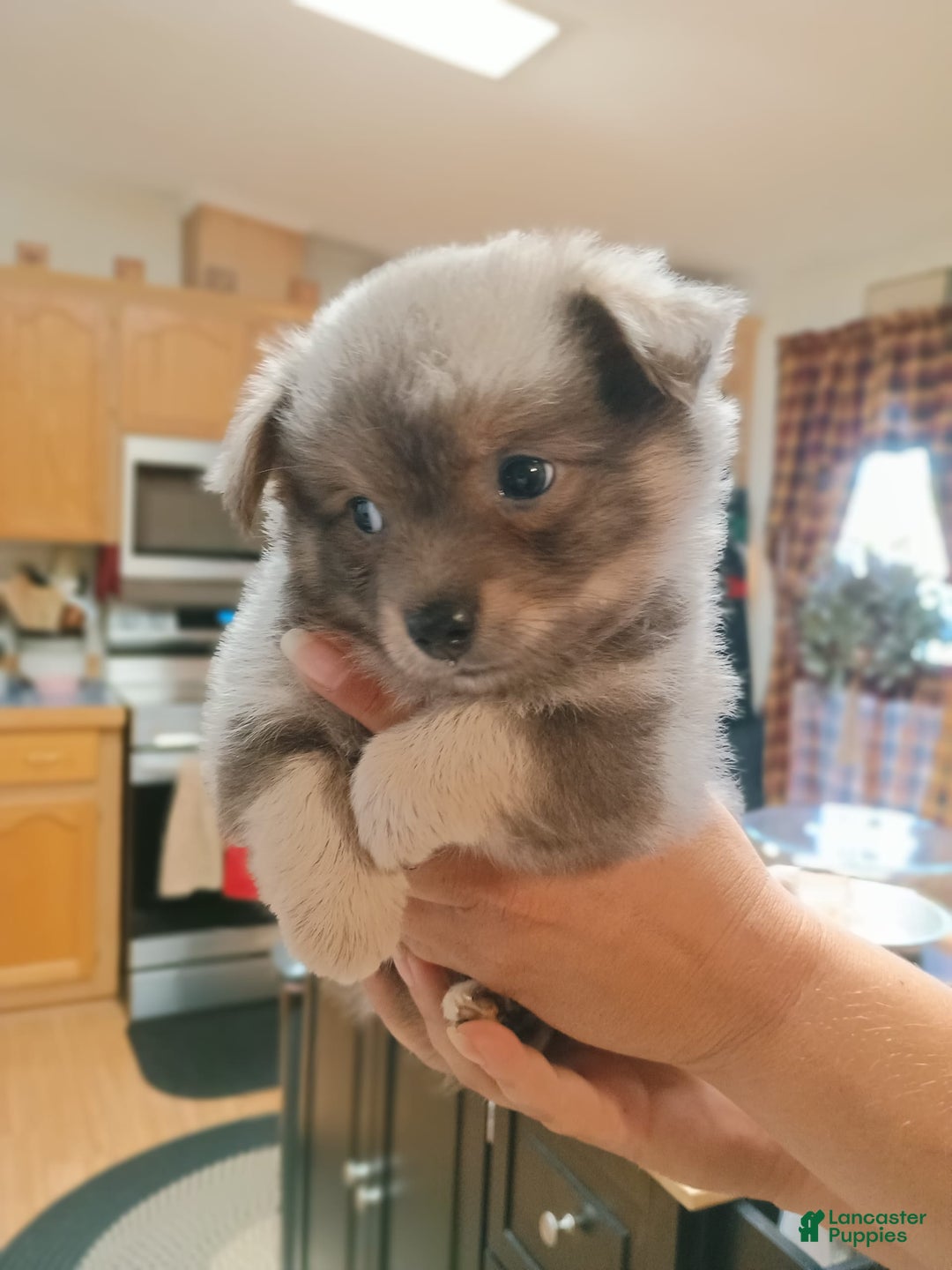 Chihuahua dogs for sale: Nacho Silver Blue - Image 6