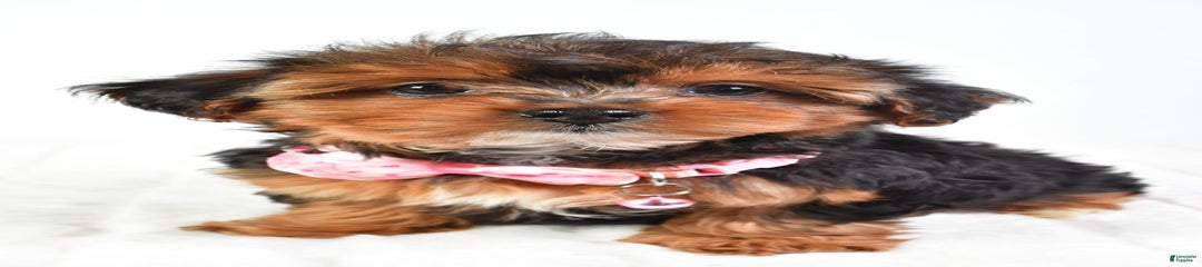 Penny