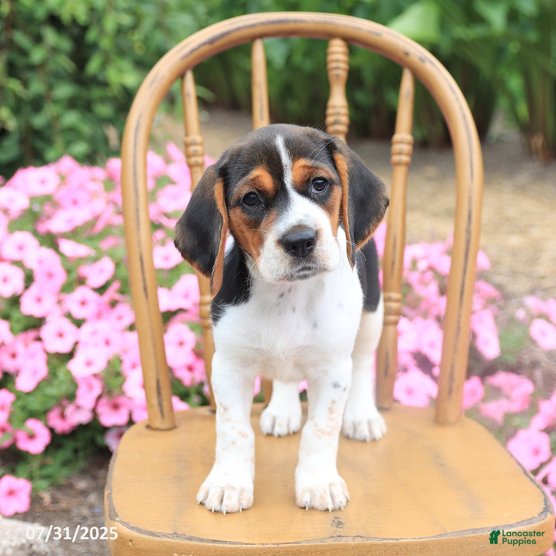 Beagle dogs for sale: Anthony - Image 3