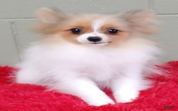 Pomeranian dogs for sale: Clark - Image 11