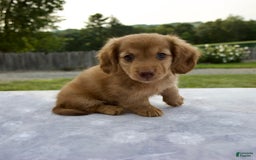 Miniature Dachshund dogs for sale: Sunny - Image 4