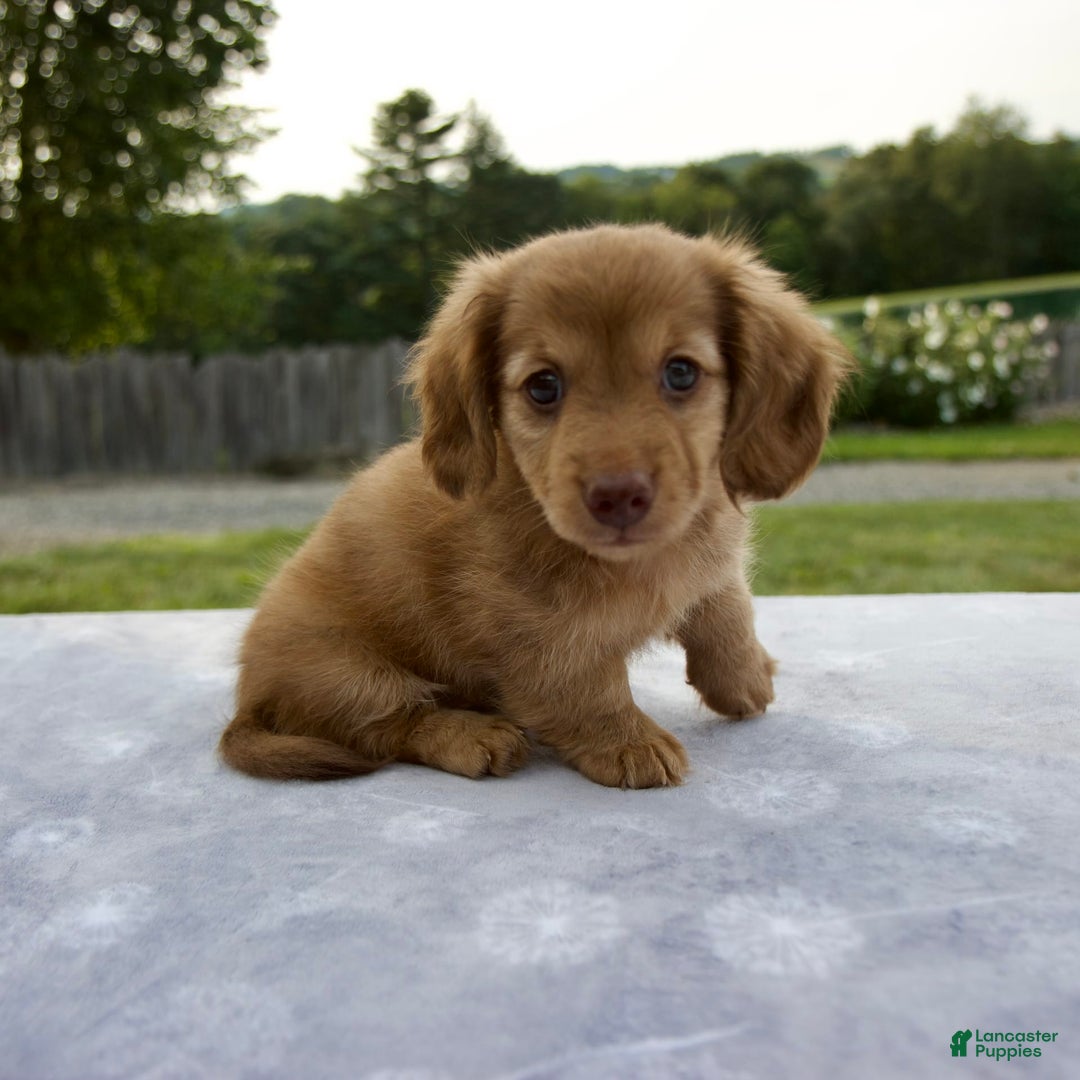Miniature Dachshund dogs for sale: Sunny - Image 4