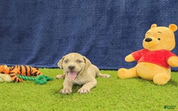 Catahoula Leopard Dog dogs for sale: Tess 2025 Male 1 - Image 4
