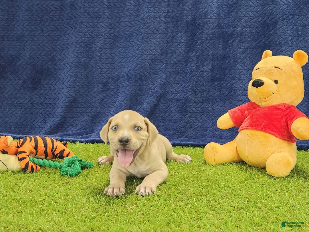 Catahoula Leopard Dog dogs for sale: Tess 2025 Male 1 - Image 4
