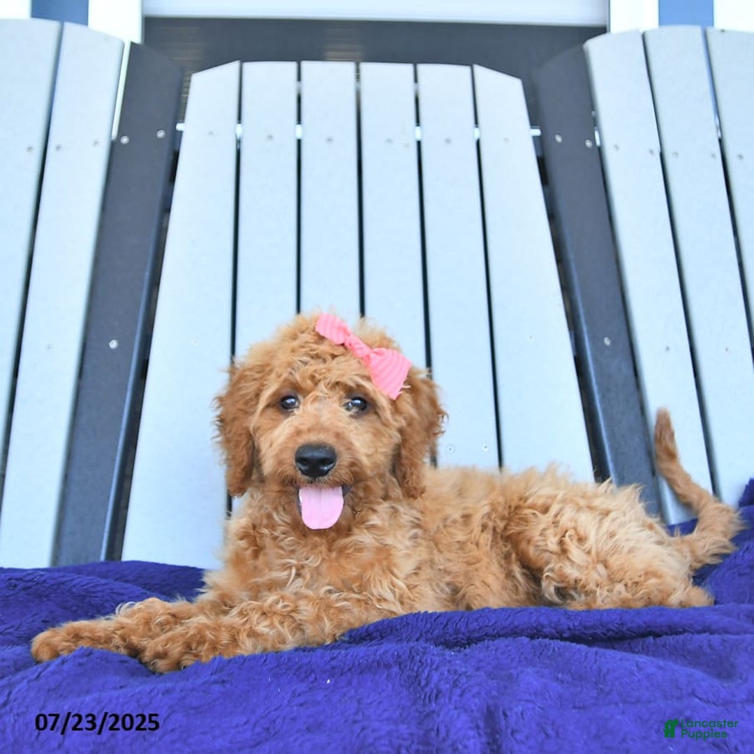Mini Goldendoodle dogs for sale: Aurora - Image 12