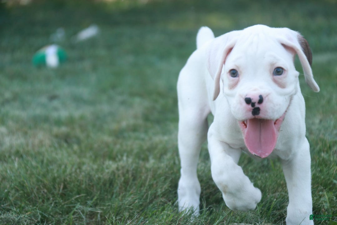 Boxer dogs for sale: Edward - Image 5