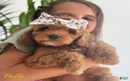 Mini Goldendoodle dogs for sale: Petite Belle - Image 5