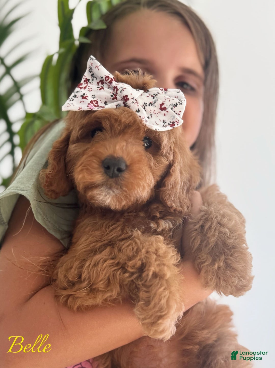 Mini Goldendoodle dogs for sale: Petite Belle - Image 5